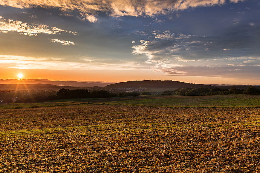 Uliveto molisano al tramonto
