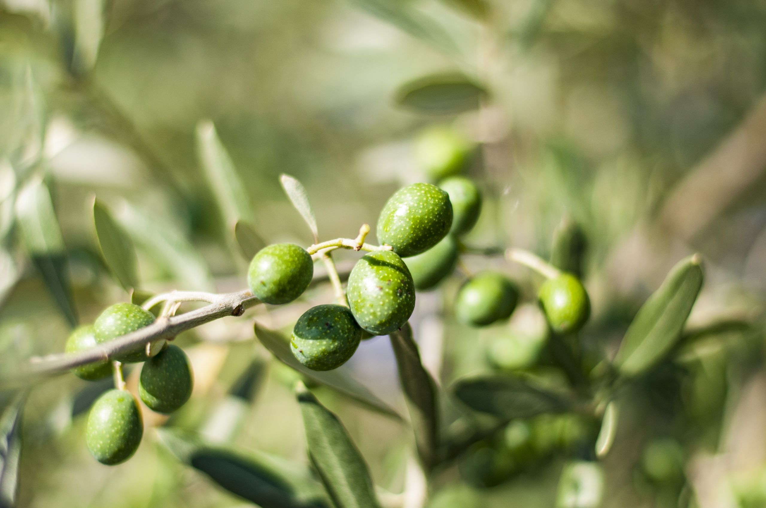 Ramo di ulivo con olive
