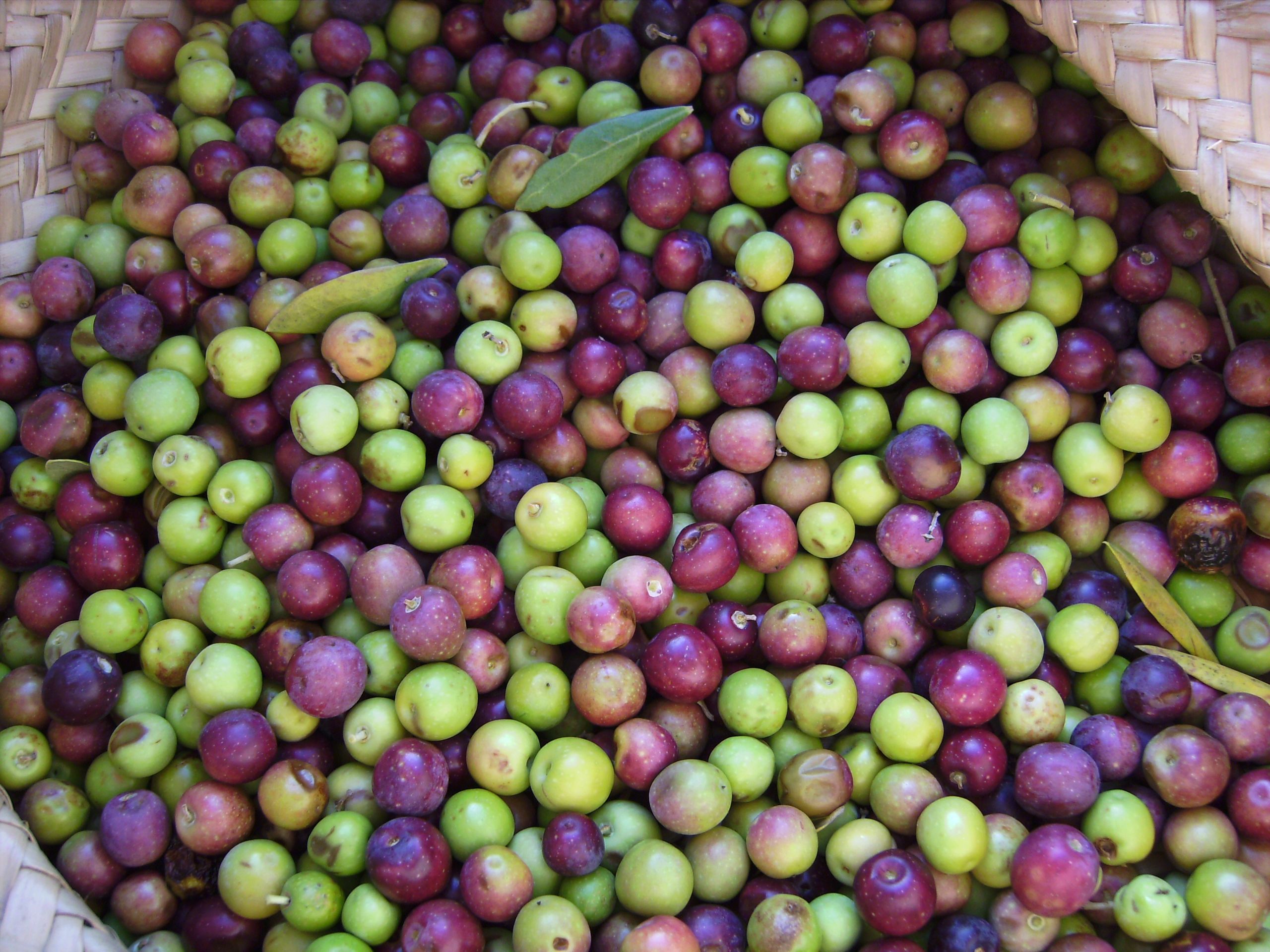 Raccolta delle olive